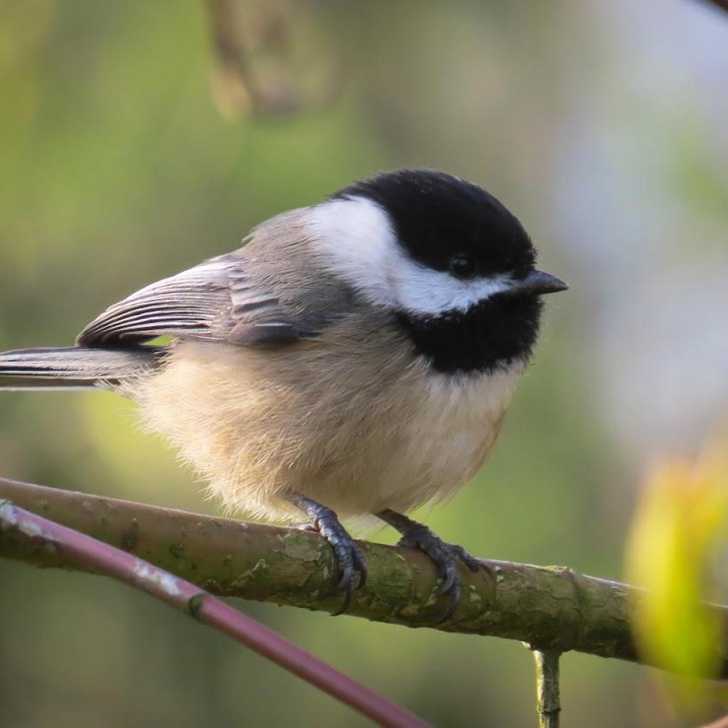 black-capped chickadee Jon 13.jpg