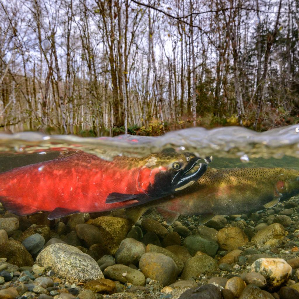 coho-spawning-sequence-1-courtship.jpg