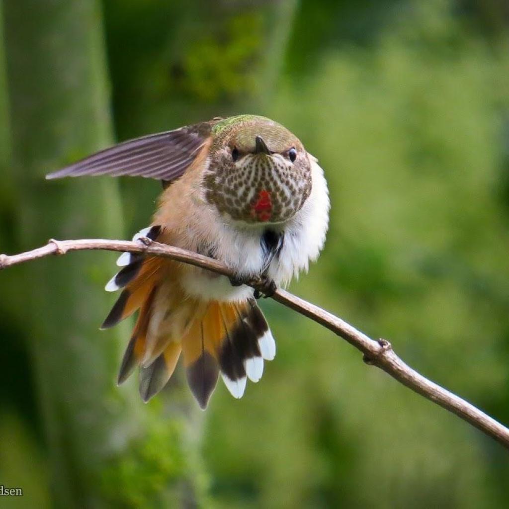 Hummer stretching JM 2013.JPG