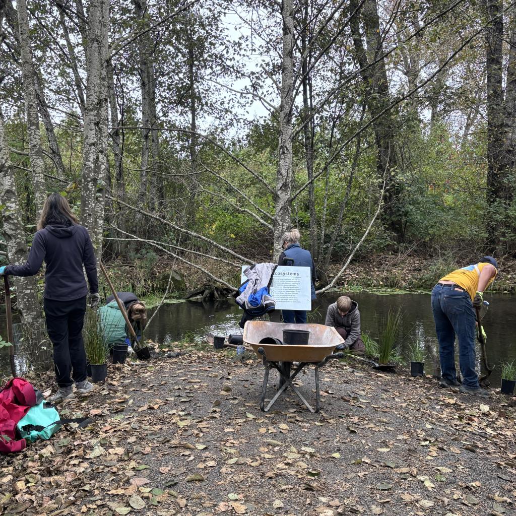 Planting of riparian vegetation